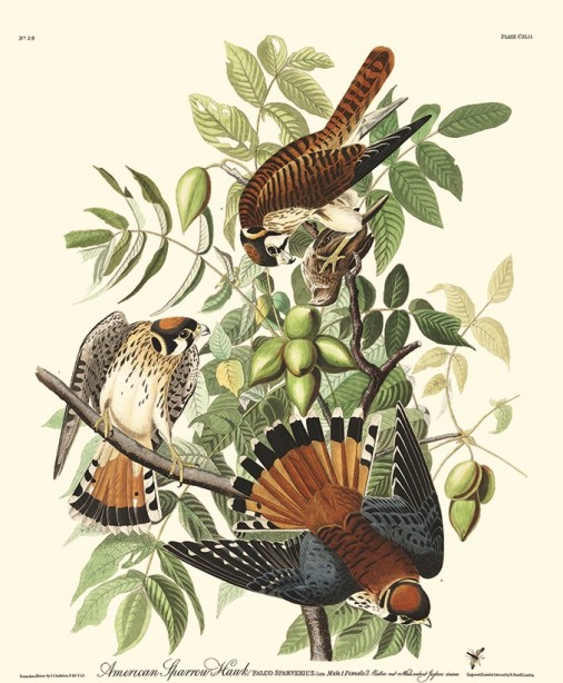 1-hawksaudubonweb